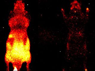 thumbnail - Organismes Bioluminescents