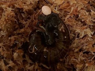 thumbnail - Ponte d'œufs d'escargot