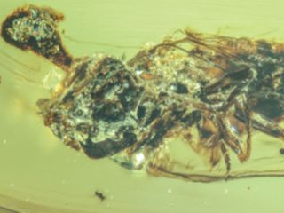 thumbnail - Champignon Zombie